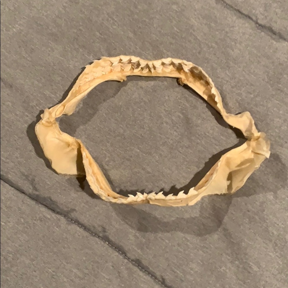 Tiger shark teeth